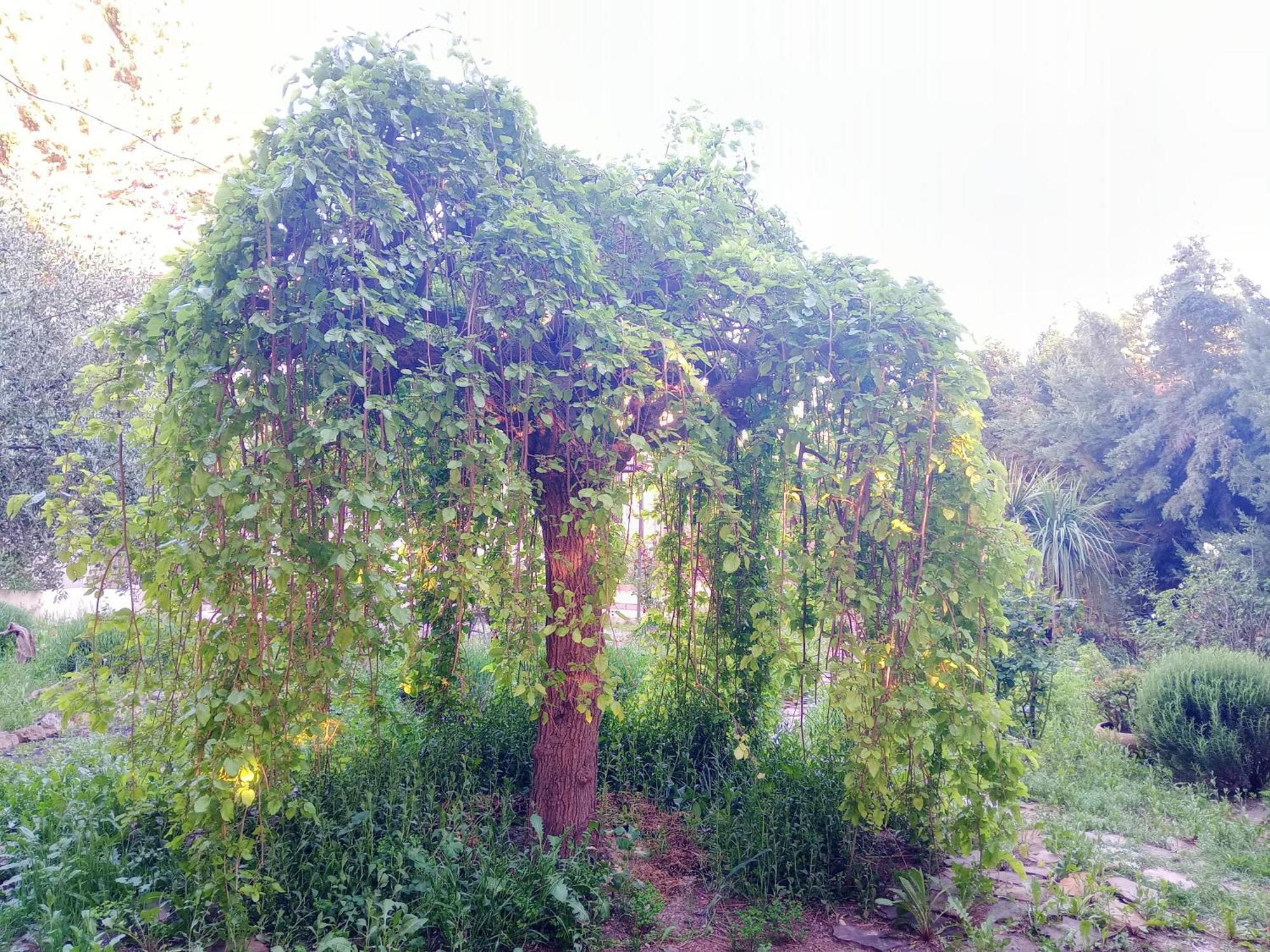 Villa Casa Con Jardin Y Aparcamiento En Viznar, Junto A Granada Esterno foto